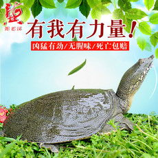 郵樂網水產品海鮮大全 實時報價、高清圖片與水產制品選購指南